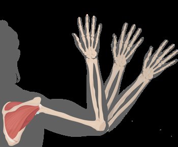 Deltoid muscle as agonist in arm abduction