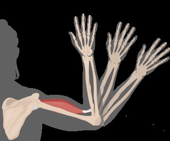 Zygomaticus major muscle as agonist in smiling