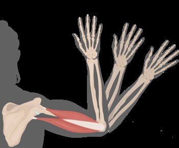 Mentalis muscle as antagonist in smiling