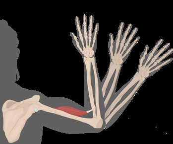 Teres major muscle as synergist in arm movement