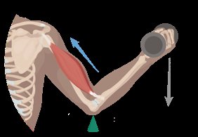 First-class lever in the neck