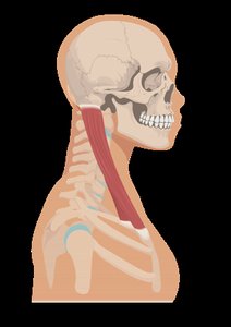 Muscle origin and insertion on the neck