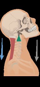 Second-class lever in the foot