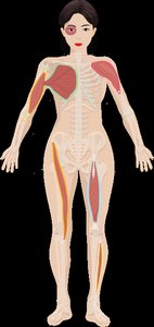 Parallel muscle fascicle arrangement