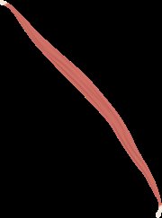 Fusiform muscle fascicle arrangement