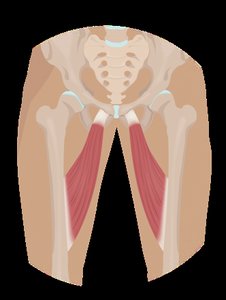 Muscle origin and insertion on the thigh