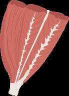 Multipennate muscle fascicle arrangement