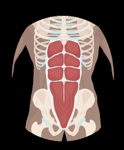 Muscle origin and insertion on the abdomen