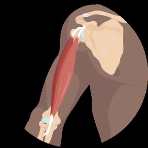 Muscle origin and insertion on the arm