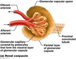 Renal corpuscle structure with labeled parts