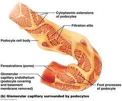 Glomerular capillary surrounded by podocytes