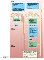 Overview of reabsorption and secretion in nephron regions