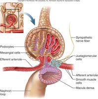 Juxtaglomerular apparatus structure