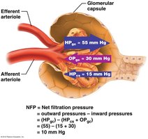 Net filtration pressure in the glomerulus