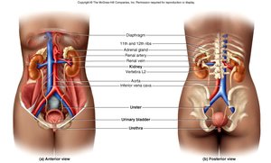 Anatomy of the urinary system, anterior and posterior views