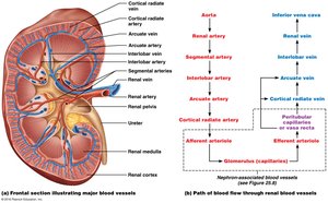 Kidney blood vessels and blood flow pathway