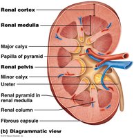 Diagrammatic view of kidney regions and structures