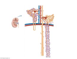Cortical and juxtamedullary nephron structure