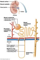 Detailed nephron structure with renal corpuscle and tubules