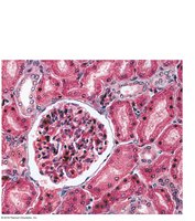Histological section of glomerulus and renal tubules