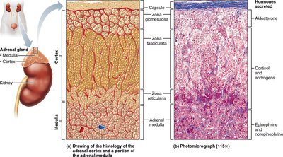 Histology and anatomy of the adrenal gland