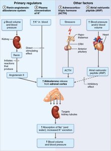 Regulation of aldosterone release