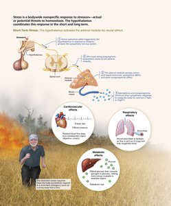 Stress response and adrenal gland