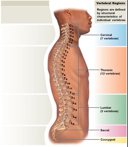 Diagram of vertebral column regions