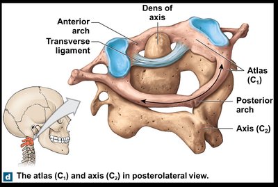 Atlas and axis vertebrae