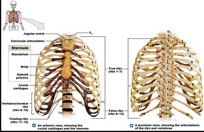 Diagram of thoracic cage and rib articulation