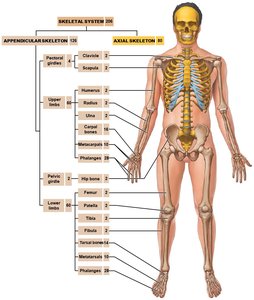 Diagram of appendicular skeleton