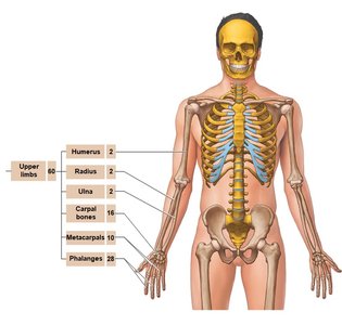 Diagram of upper limb bones