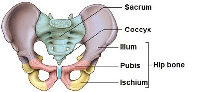 Diagram of lower limb bones