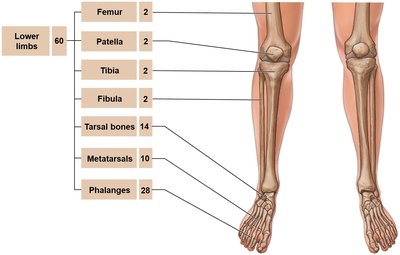 Diagram of lower limb bones