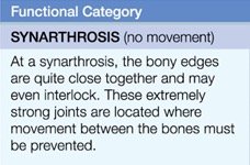 Description of synarthrosis joints