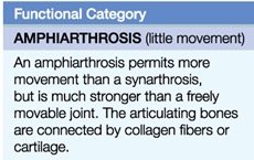 Description of amphiarthrosis joints