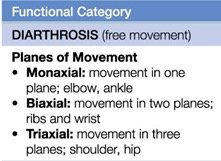 Description of diarthrosis joints and planes of movement