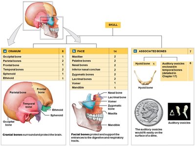 Table of skull bones and associated bones