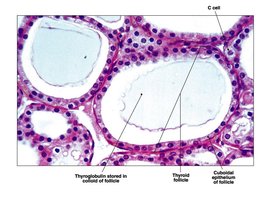 Simple columnar epithelium in intestinal lining