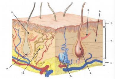Cross-section of skin showing layers and accessory structures