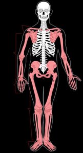 Diagram of the human skeleton highlighting major bones