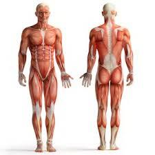 Anterior and posterior views of the human muscular system