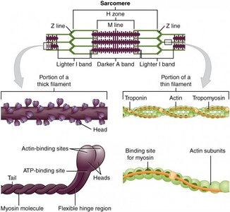 Diagram of sarcomere structure and filament interactions