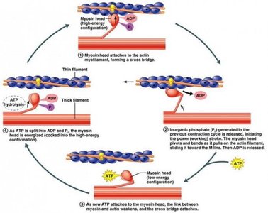 Cycle of muscle contraction showing actin-myosin interaction and ATP involvement