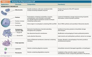 Table of cell organelles and their functions (part 2)