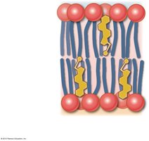 Close-up of the phospholipid bilayer and cholesterol