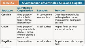 Table comparing centrioles, cilia, and flagella