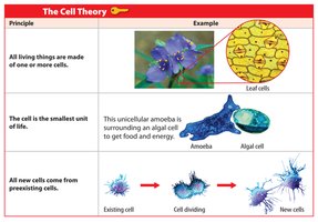 Table summarizing the cell theory principles and examples