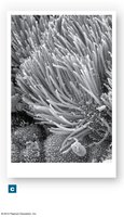 SEM image of cell surface structures