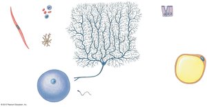 Illustration of diverse cell types in the body